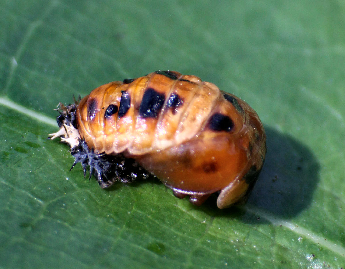 una carrellata di Harmonia axyridis nelle fasi di sviluppo